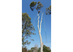 Tree Pruning and Trimming Narellan