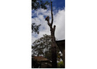 Tree Removal North Shore