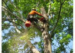 Tree Pruning North Shore | Sam's Tree Services North Shore